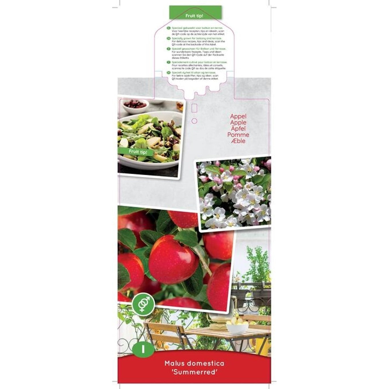 Äpple – Malus domestica 'Summerred' - C5 60-80 CM Patio