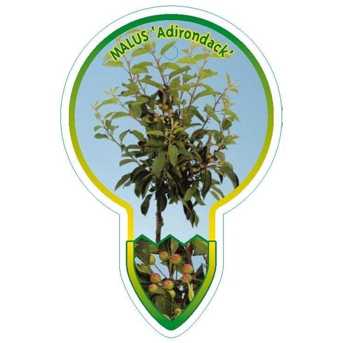 Prydnadsapel – Malus 'Adirondack' - 80 CM Stem C5