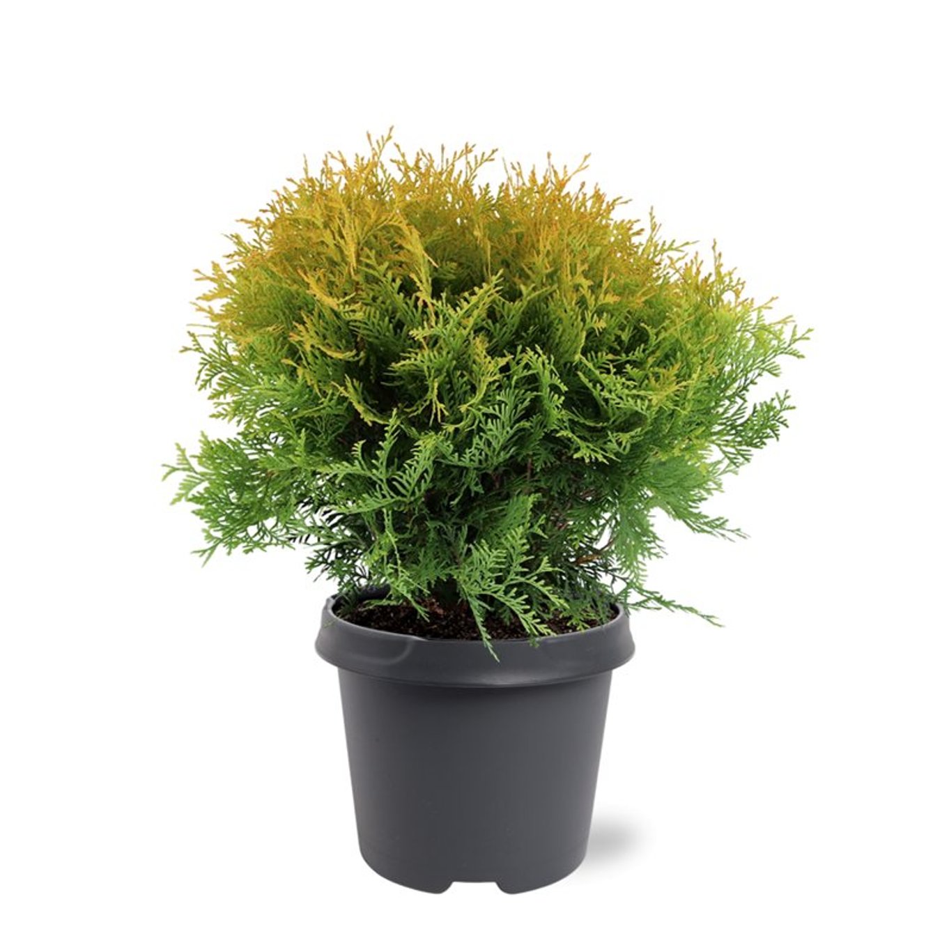 Thuja – Thuja occidentalis 'Golden Globe' - C5 30-40 CM