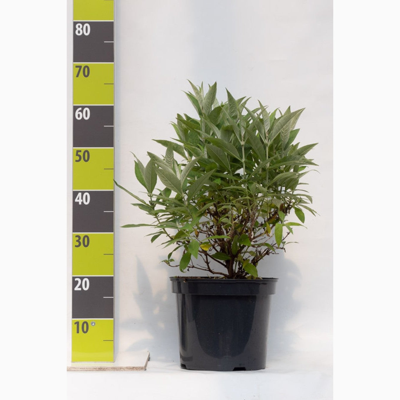 Sommarlilja – Buddleja d. 'B. Candy Little Ruby' - C4,6