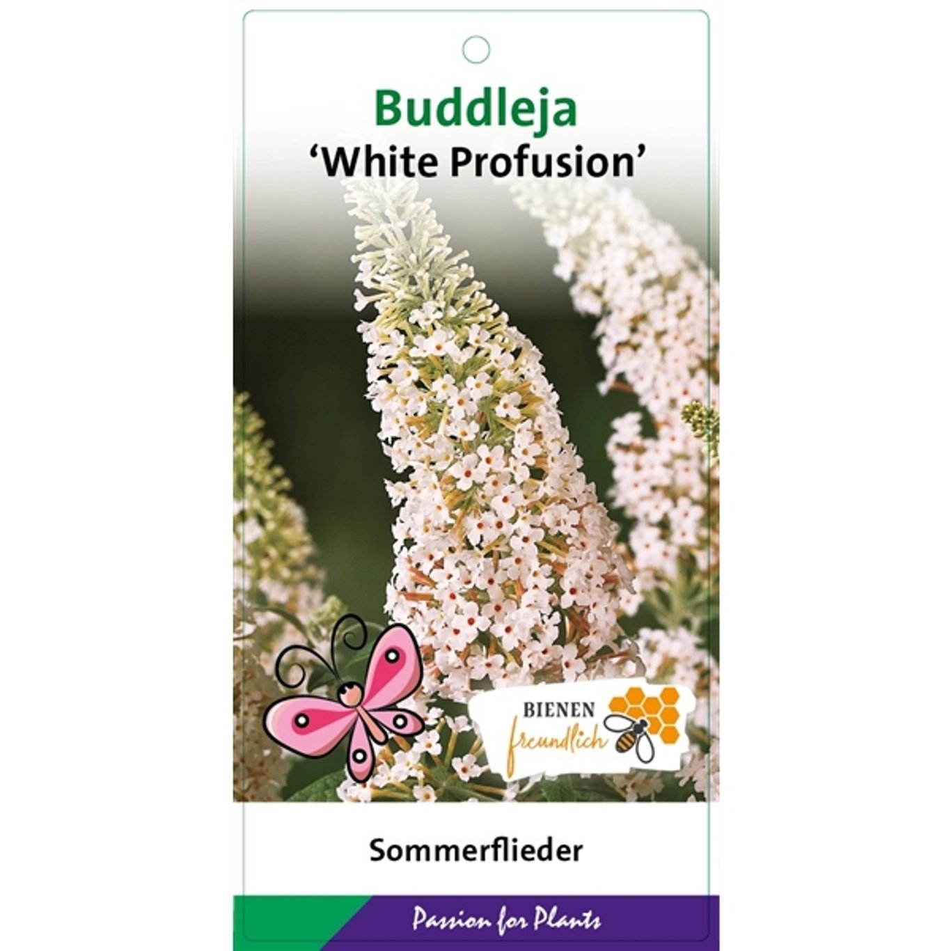 Sommarlilja – Buddleja d. 'White Profusion' - C3