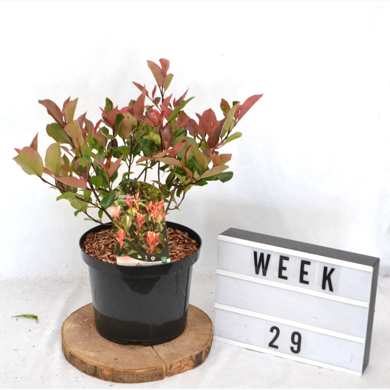 Fotinia – Photinia fraseri 'Little Red Robin' - C5 40-50 CM
