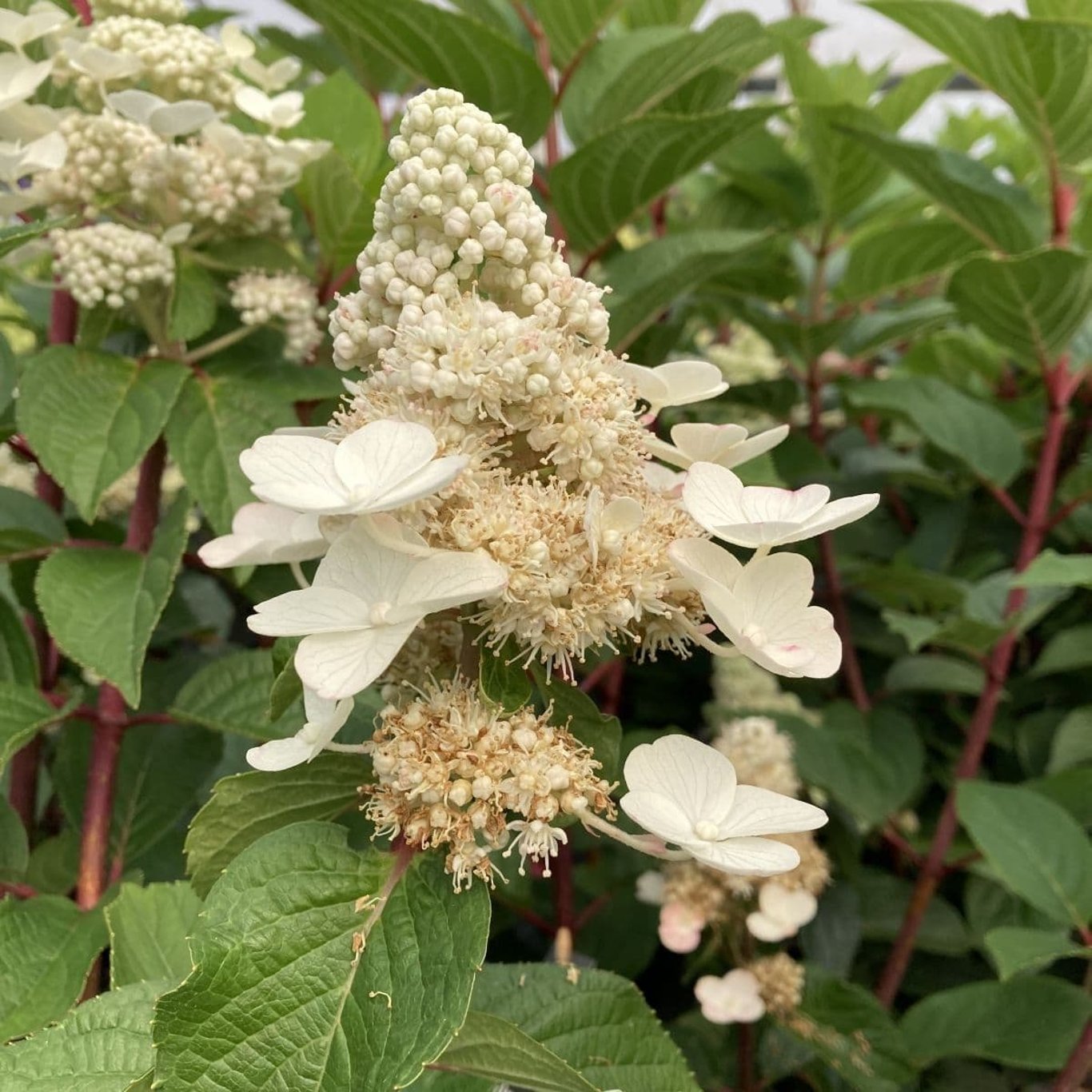 Syrenhortensia – Hydrangea paniculata 'Living Infinity' - C4,6 40-60 CM