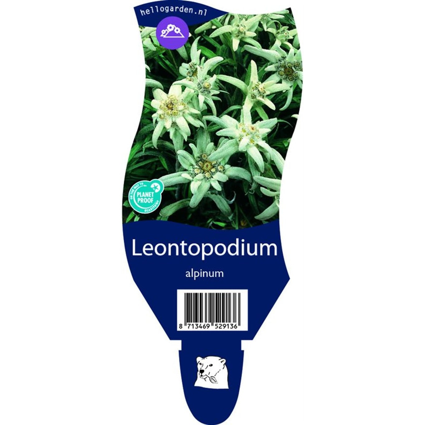 Edelweiss – Leontopodium alpinum - P11