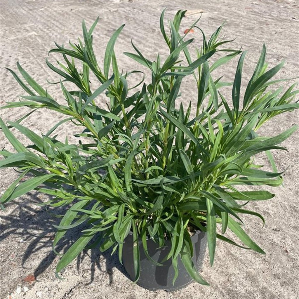 Slöjsilja – Gypsophila 'White Festival' - C5