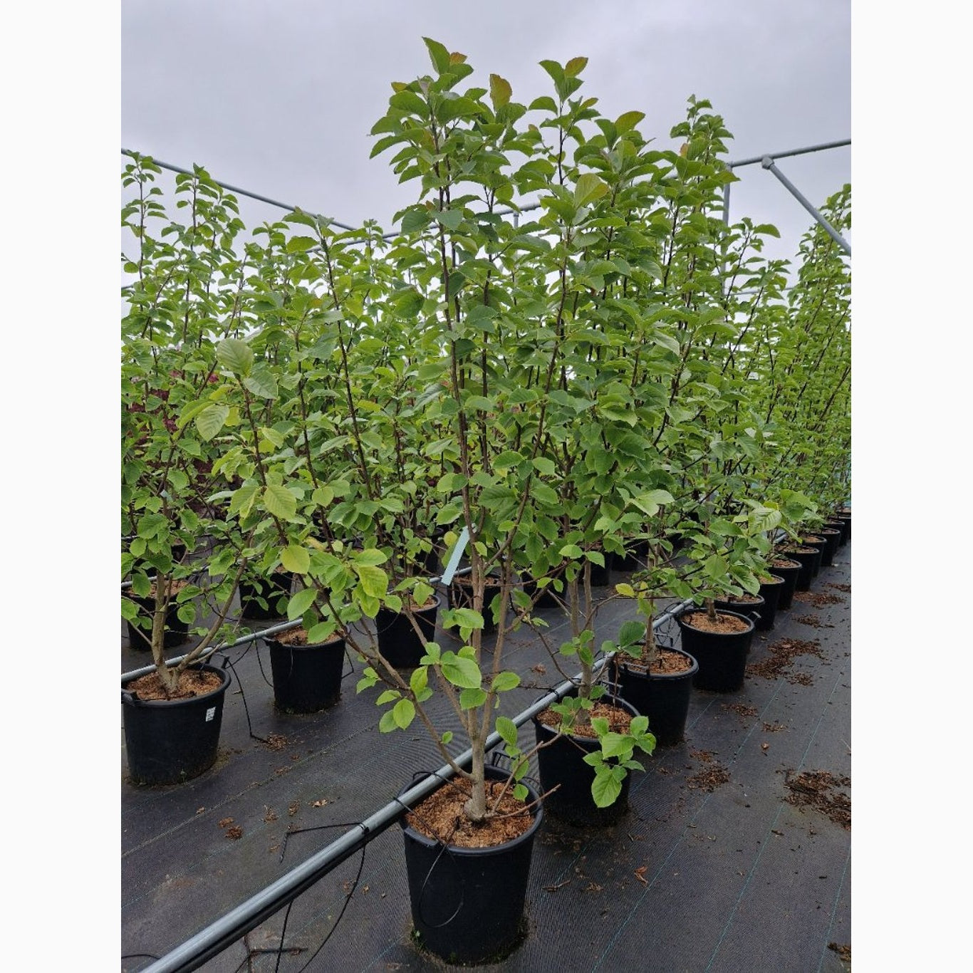 Magnolia – Magnolia 'Serene' - C35 175-200 CM