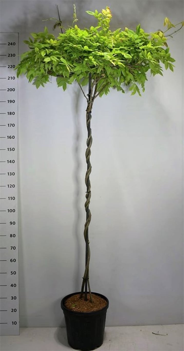 Japansk blåregn – Wisteria brachybotrys &