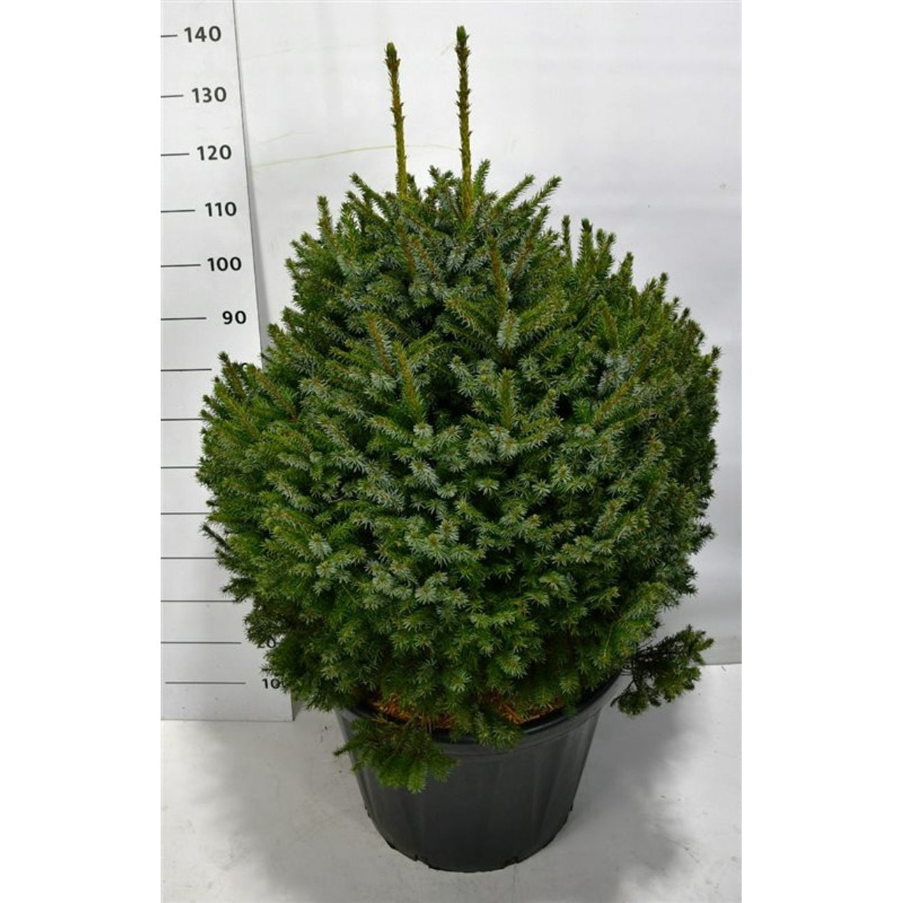 Serbgran – Picea omorika 'Nana' - C80 80-100 cm. Sol