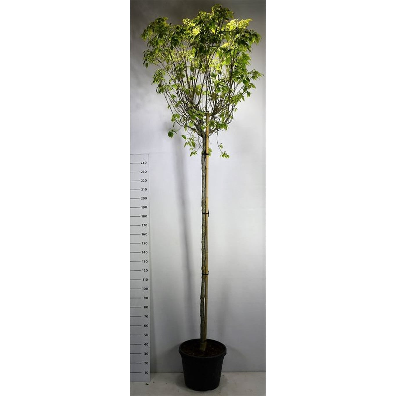 Japansk blomsterkornell – Cornus kousa 'China Girl' - 200 CM Stem Cont.