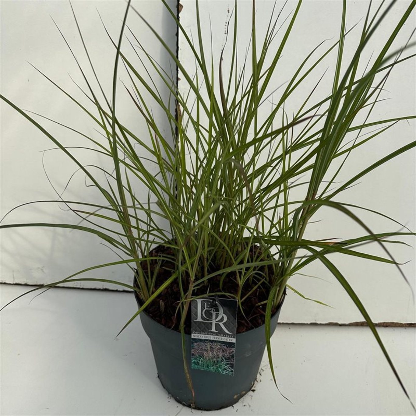 Glansmiskantus – Miscanthus sinensis 'Ferner Osten' - C10