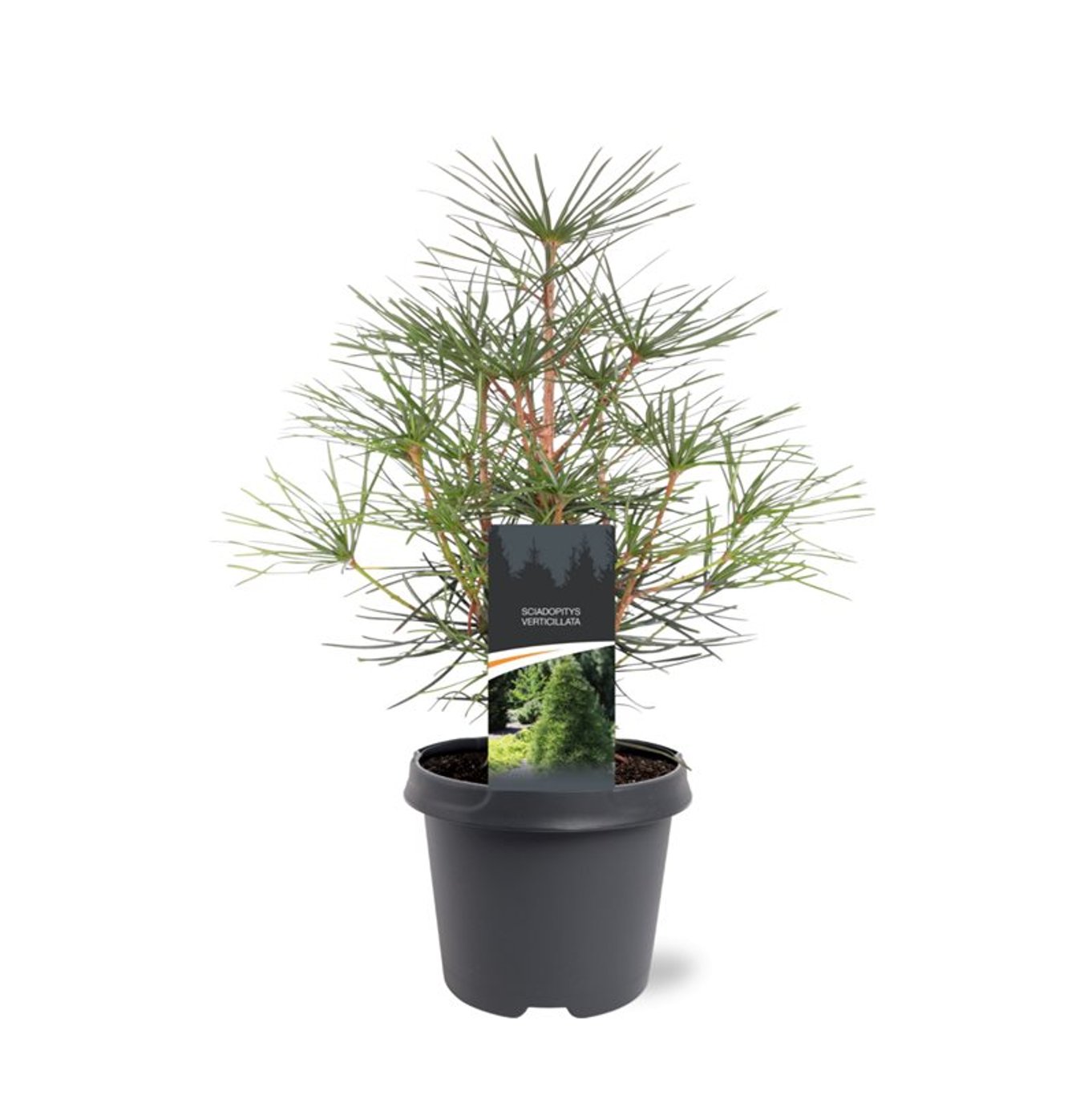 Japansk paraplygran – Sciadopitys verticillata - C5 30-40 CM
