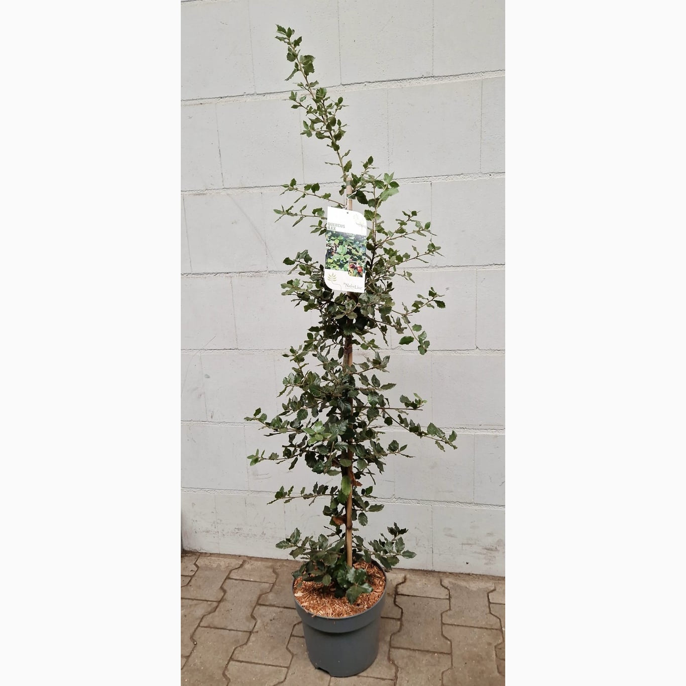 Stenek – Quercus ilex - C12