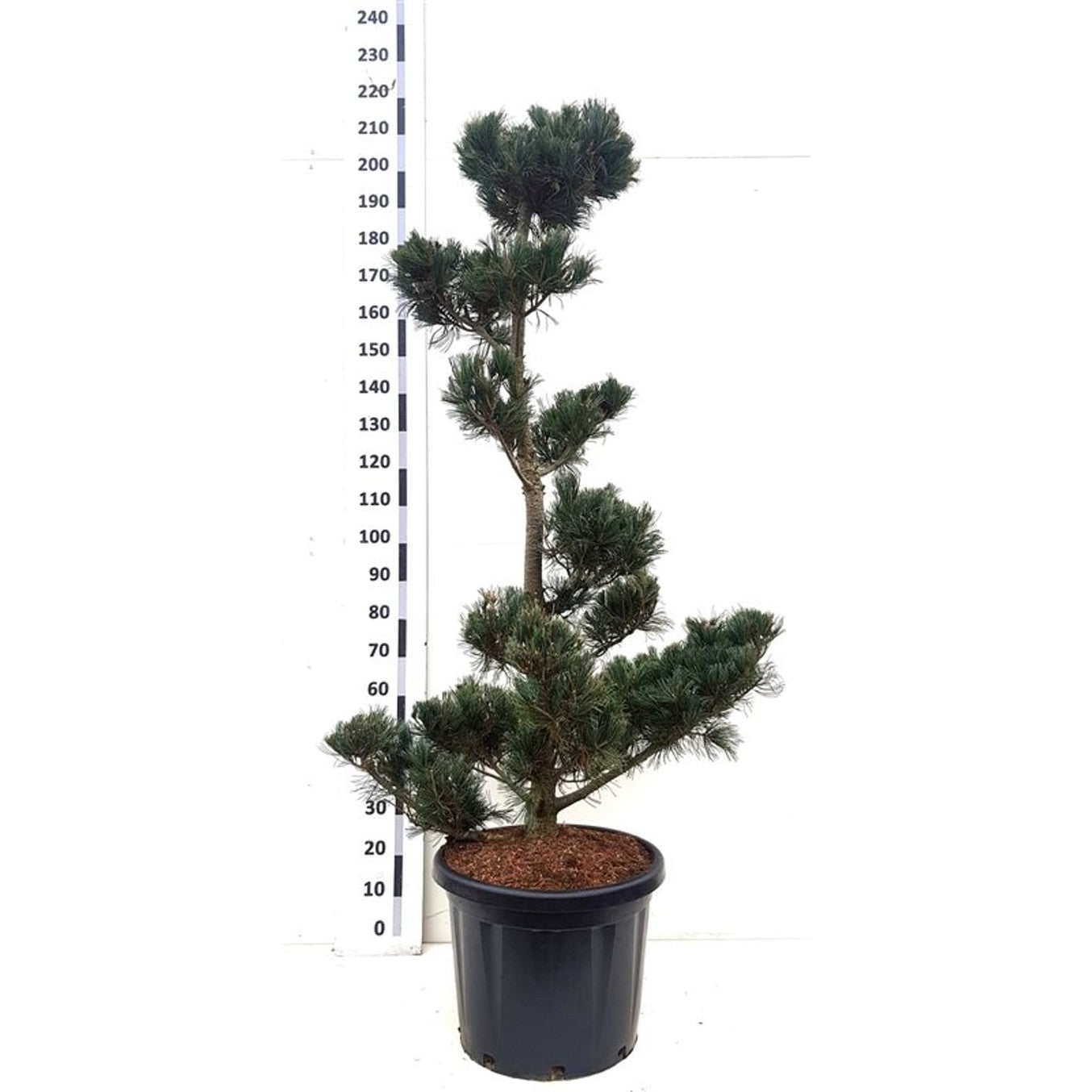 Japansk vitbarrtall – Pinus parviflora 'Blue Giant' - 140-160 CM Bonsai Cont.