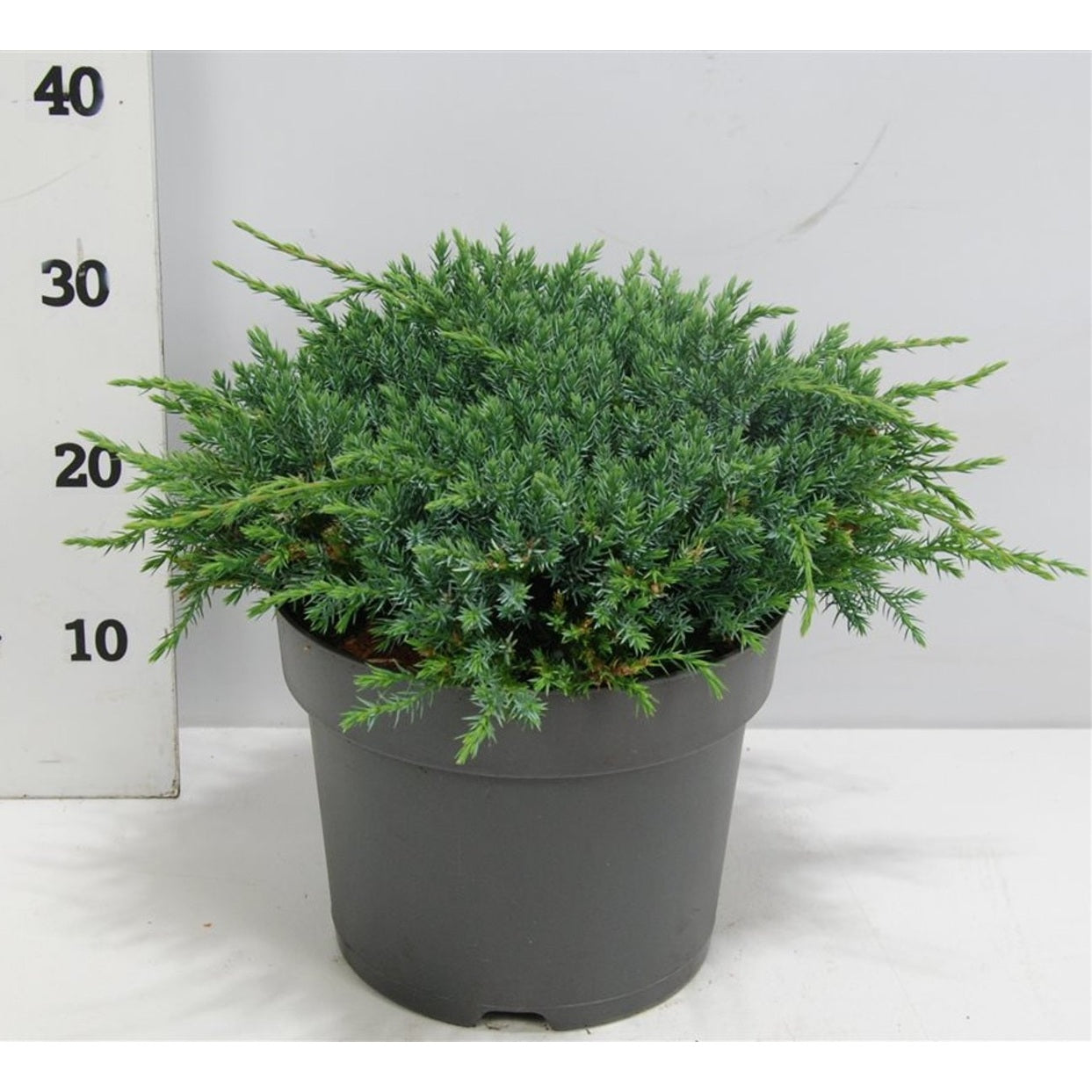 Himalaya-en – Juniperus squamata 'Blue Carpet' - C7.5 40-50 cm.