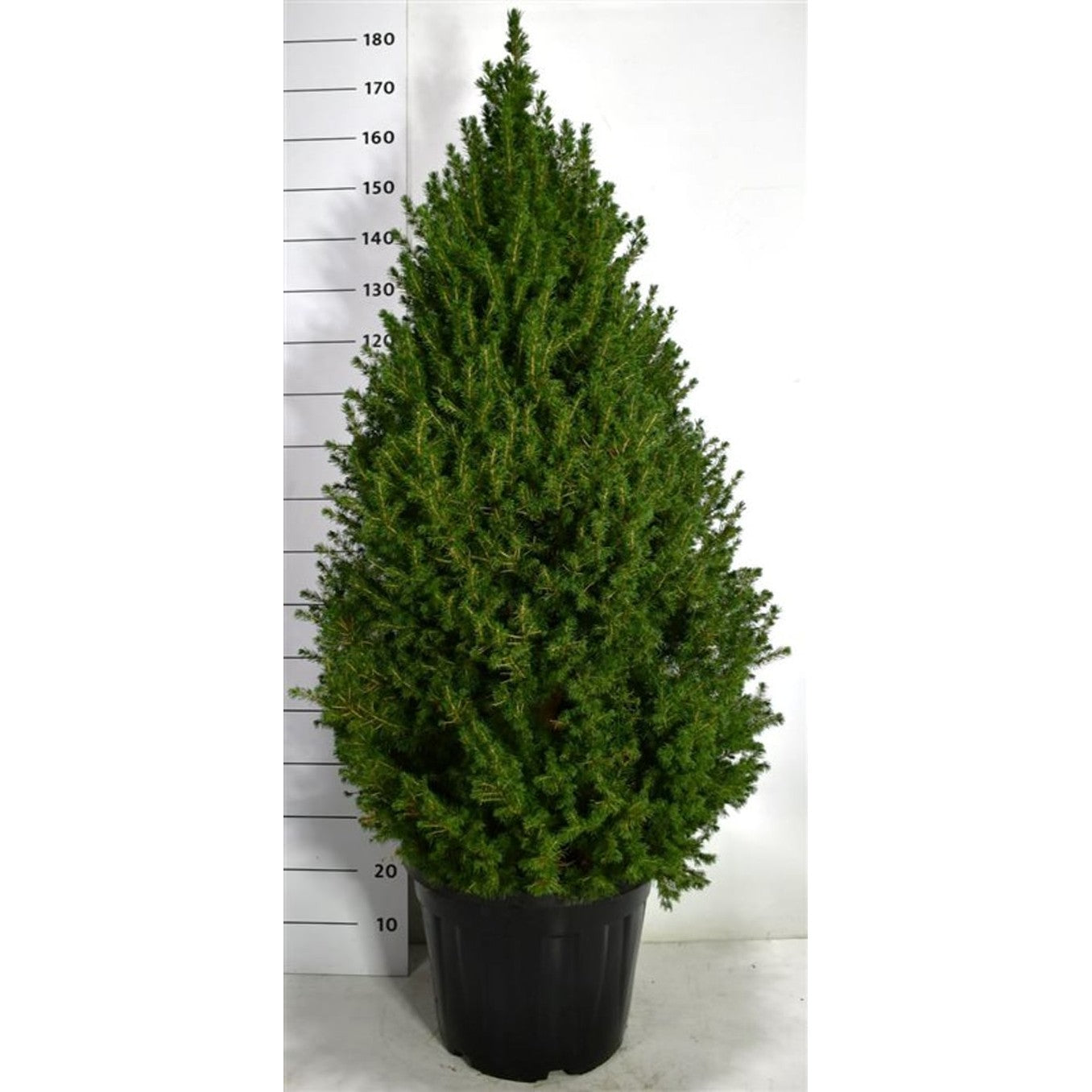 Vitgran – Picea glauca 'Perfecta' (Conica); - C35 120/+ CM