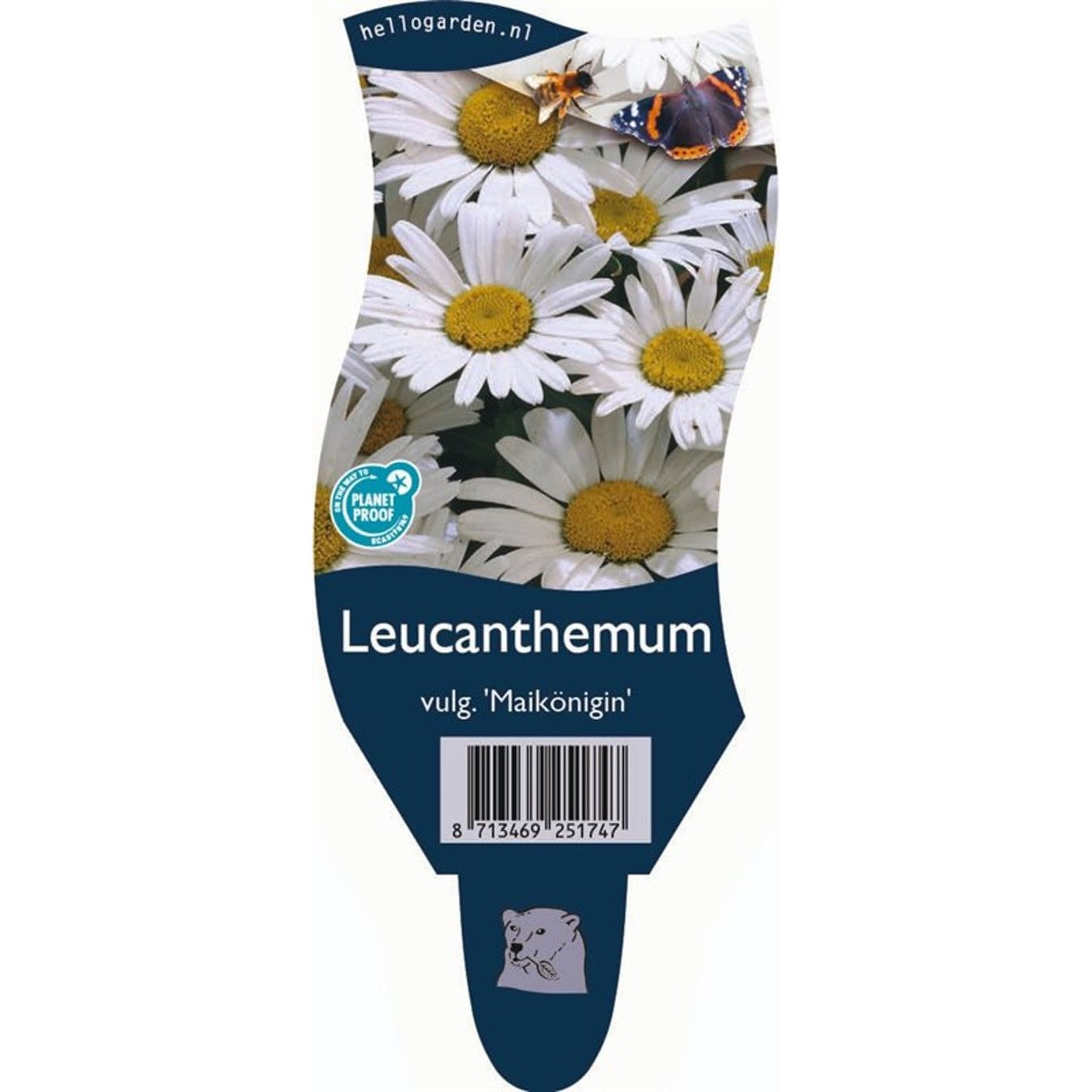 Prästkrage – Leucanthemum vulgare 'Maikönigin' - P11