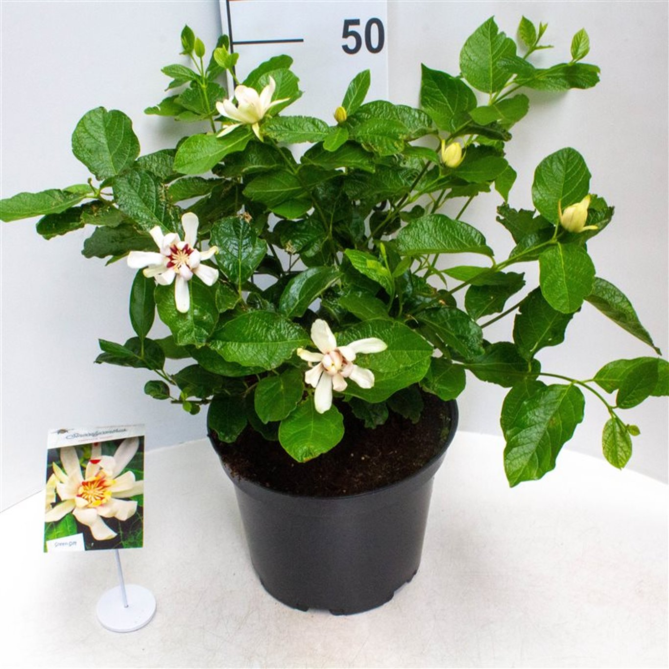 Kinesisk kryddbuske – Calycanthus raulstonii 'Hartlage Wine' - C10 60-80 CM