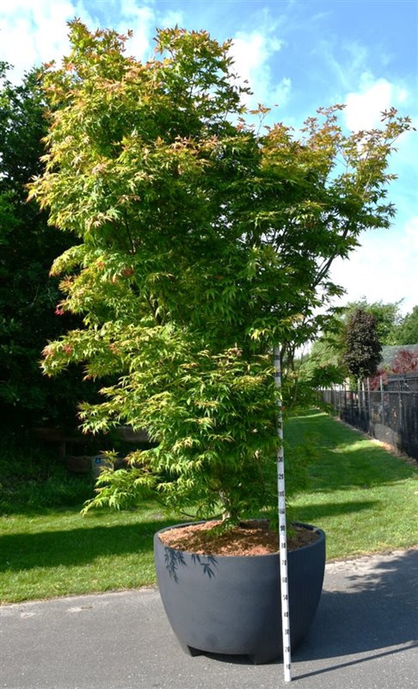 Japansk lönn – Acer palmatum &