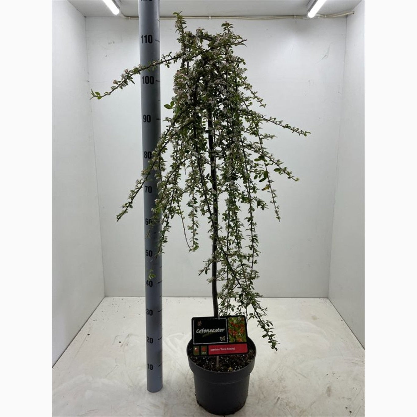 Krypoxbär – Cotoneaster suecicus 'Coral Beauty' - C5