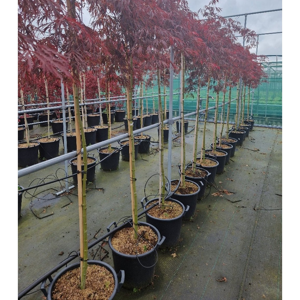 Japansk lönn – Acer pal. 'Crimson Princess' - 150 CM Stem C30