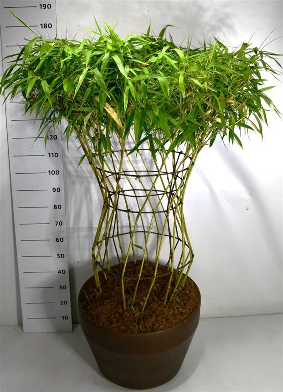 Bamburör – Bambusa metake - C100 125-150 cm. Sol