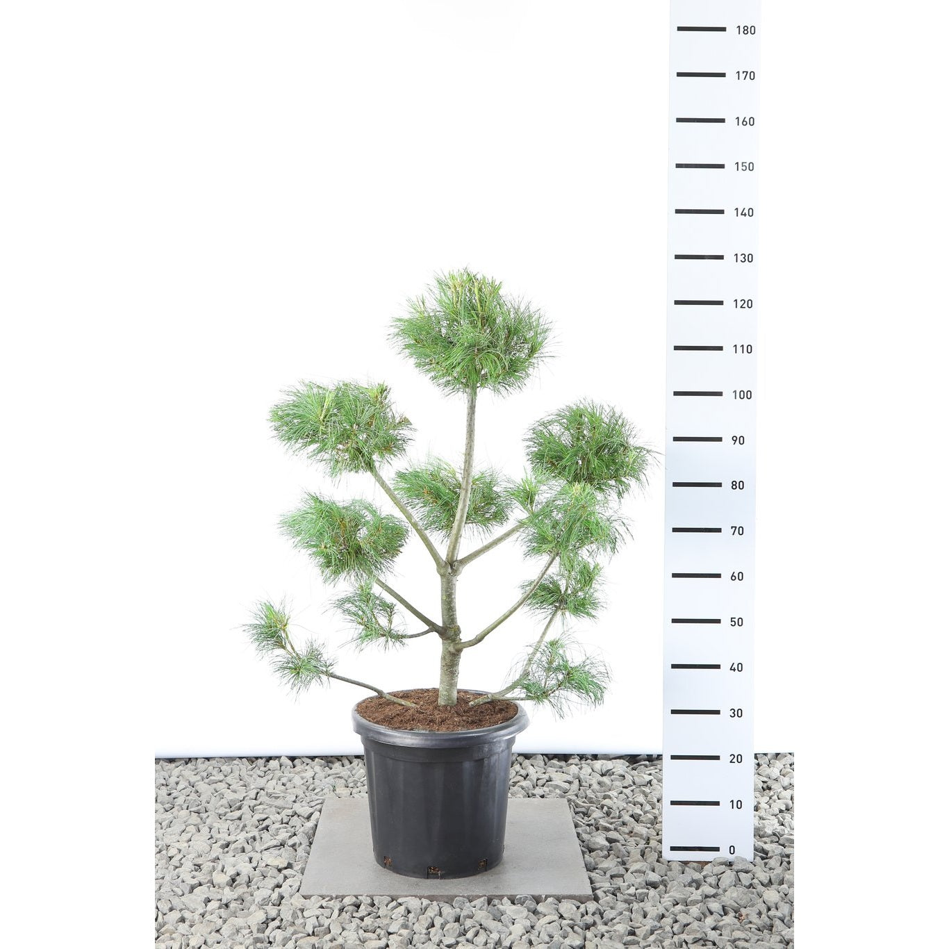 Kinesisk vitbarrtall – Pinus armandii - 80-100 CM Multiplateau EXTRA in Cont.