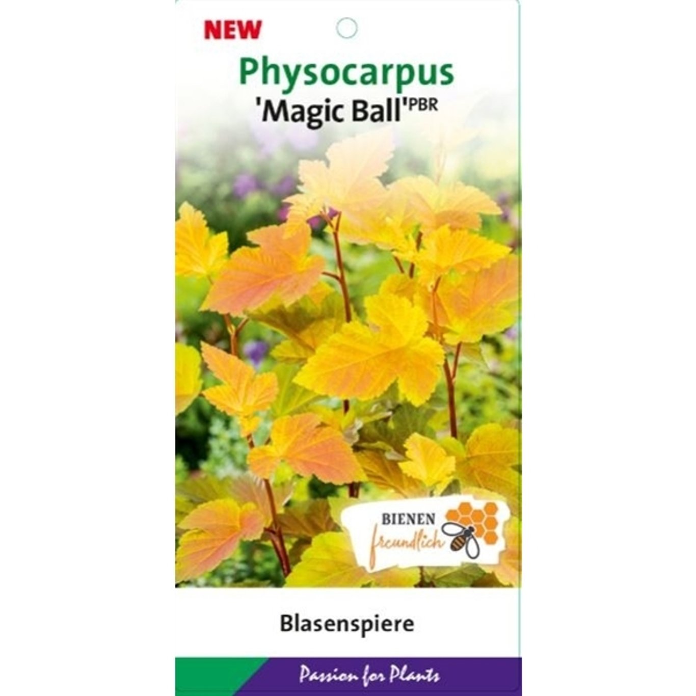 Smällspirea – Physocarpus opulifolius 'Magic Ball' - C10 60-80 CM