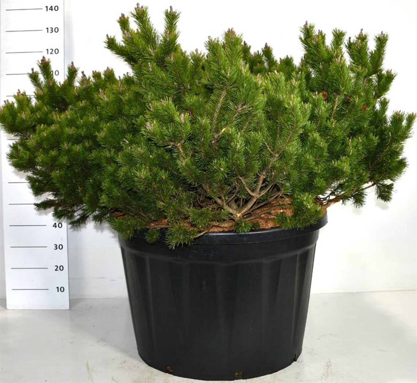 Bergtall – Pinus mugo &