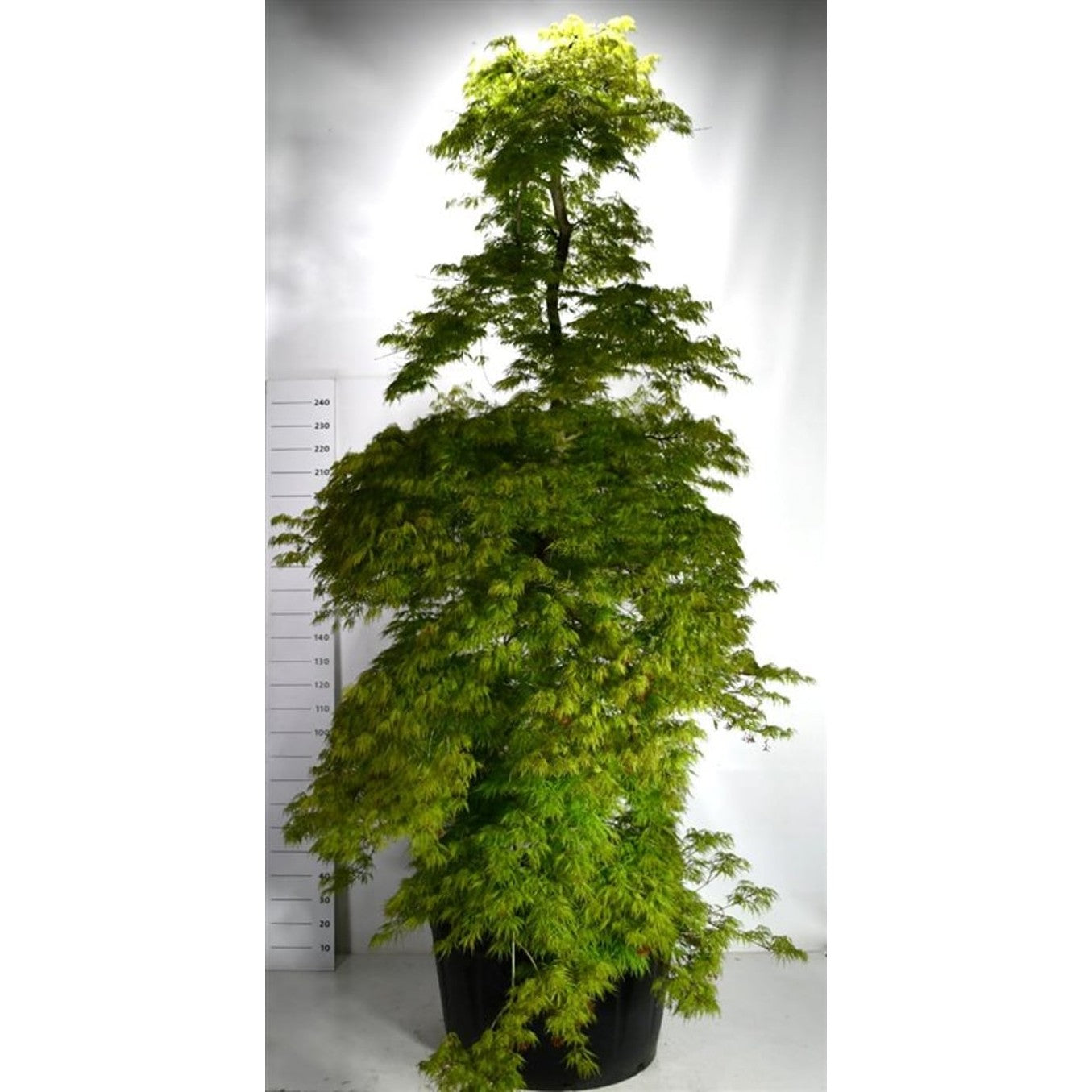 Japansk lönn – Acer palmatum 'Dissectum' - C280 300-325 cm.