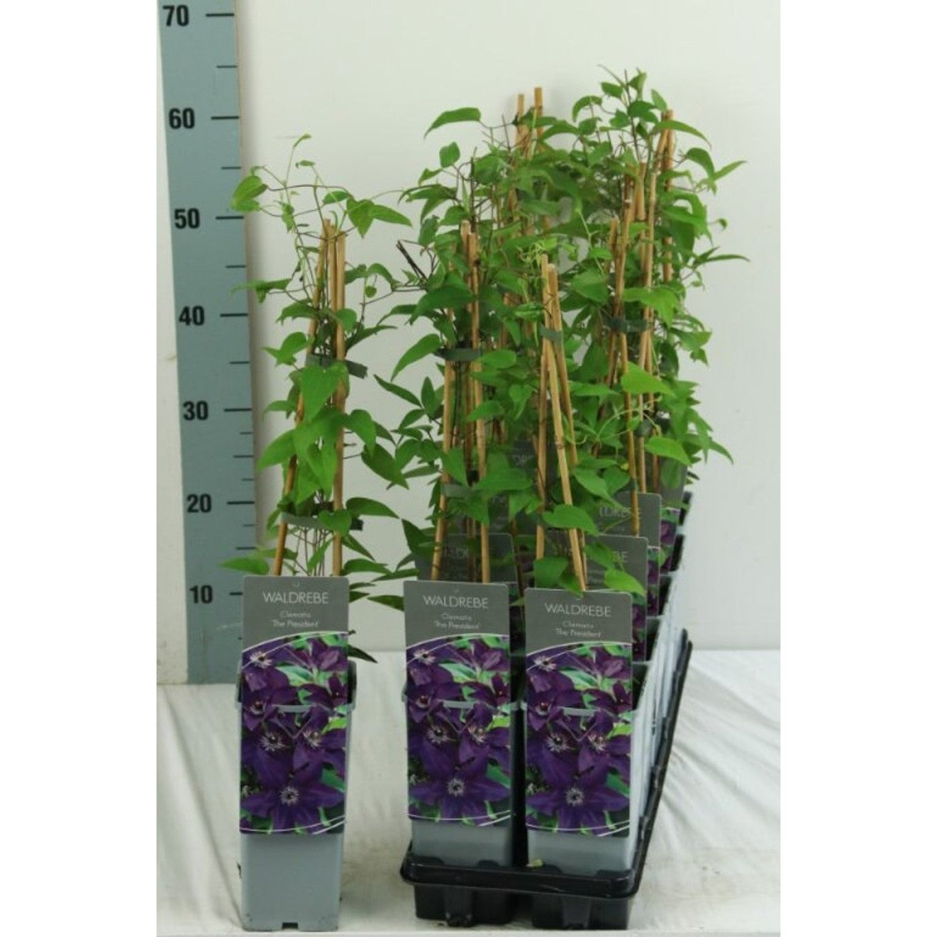Klematis – Clematis 'The President' - C2 50-60 CM 3 Stick