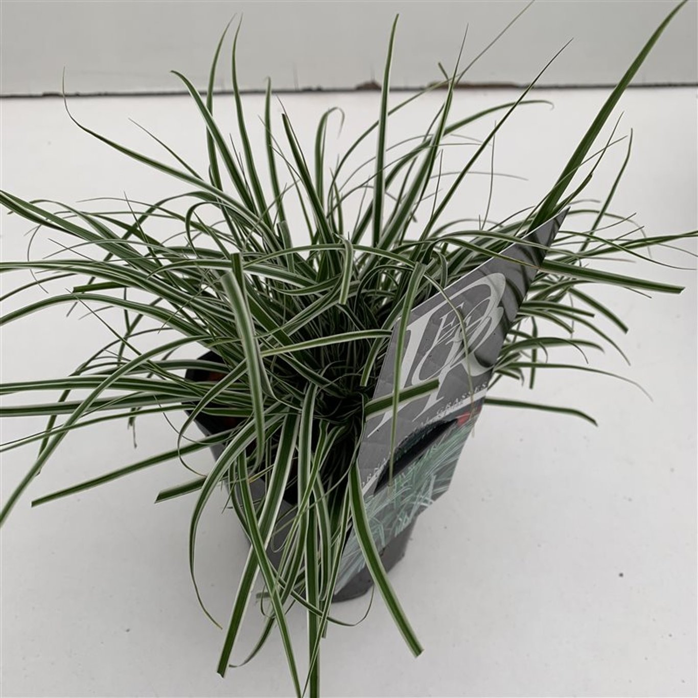 Starr – Carex oshimensis 'Everest' - C1