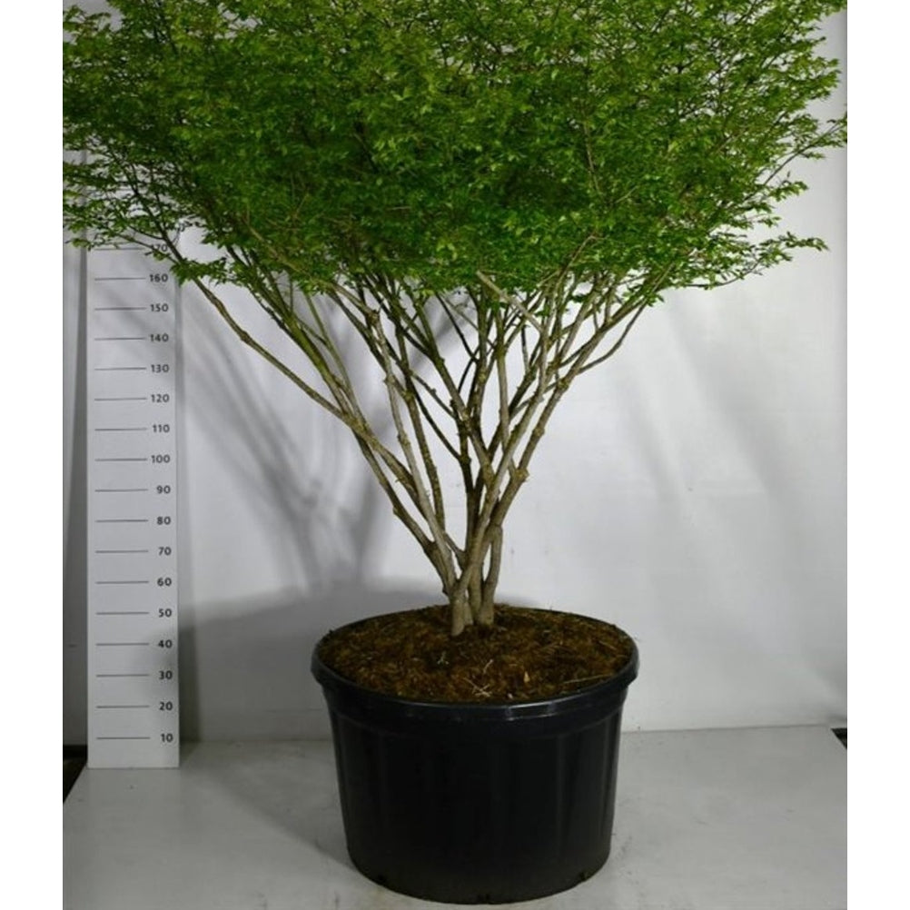 Vingbenved – Euonymus alatus 'Compactus' - C280 175-200 cm. Parasol