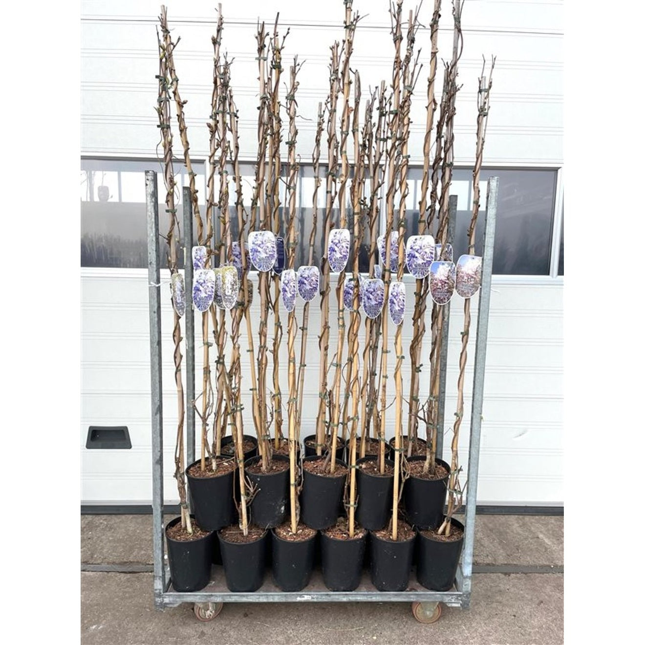 Blåregn – Wisteria brachybotrys &