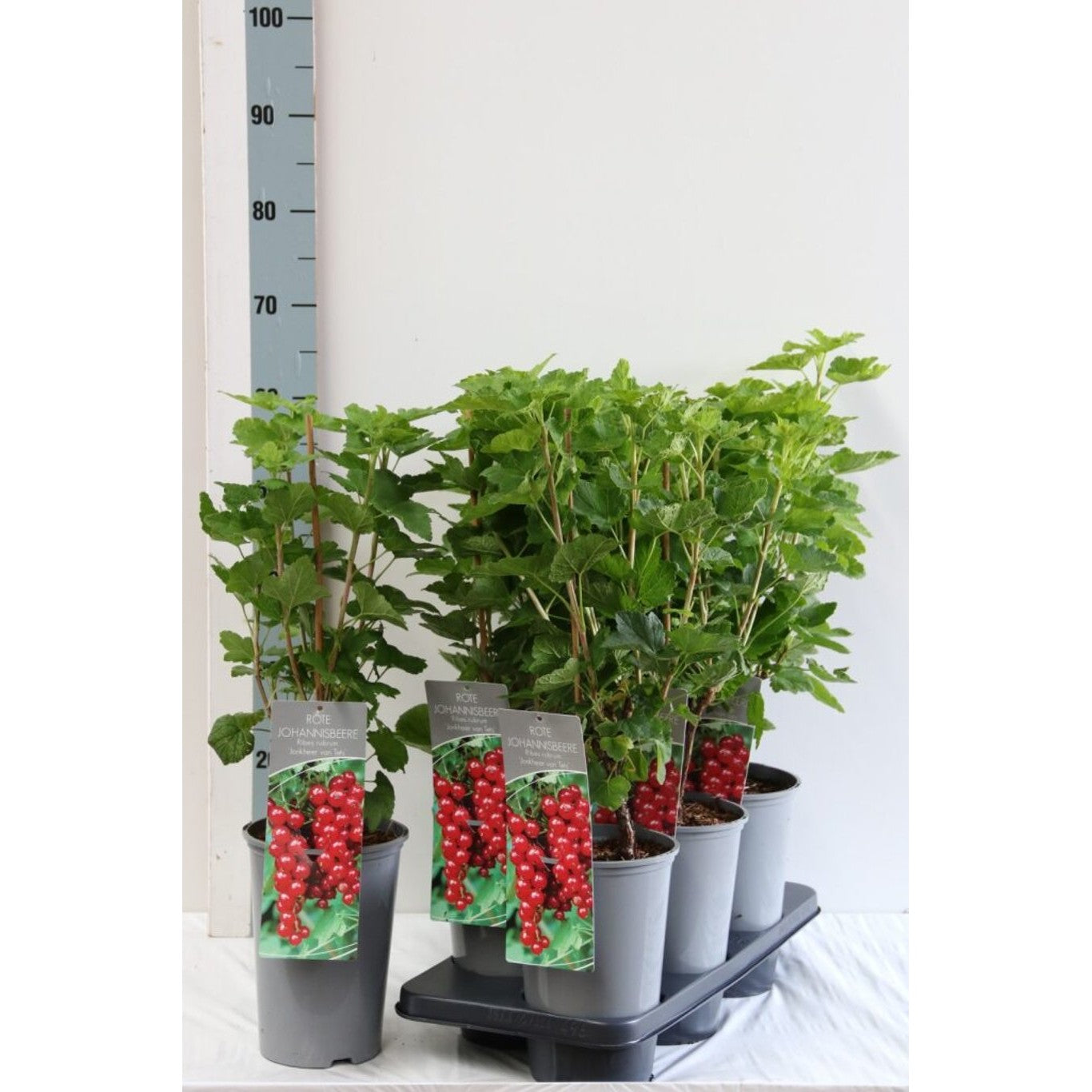 Röda vinbär – Ribes rubrum 'Jonkheer van Tets' - C3 40-60 CM