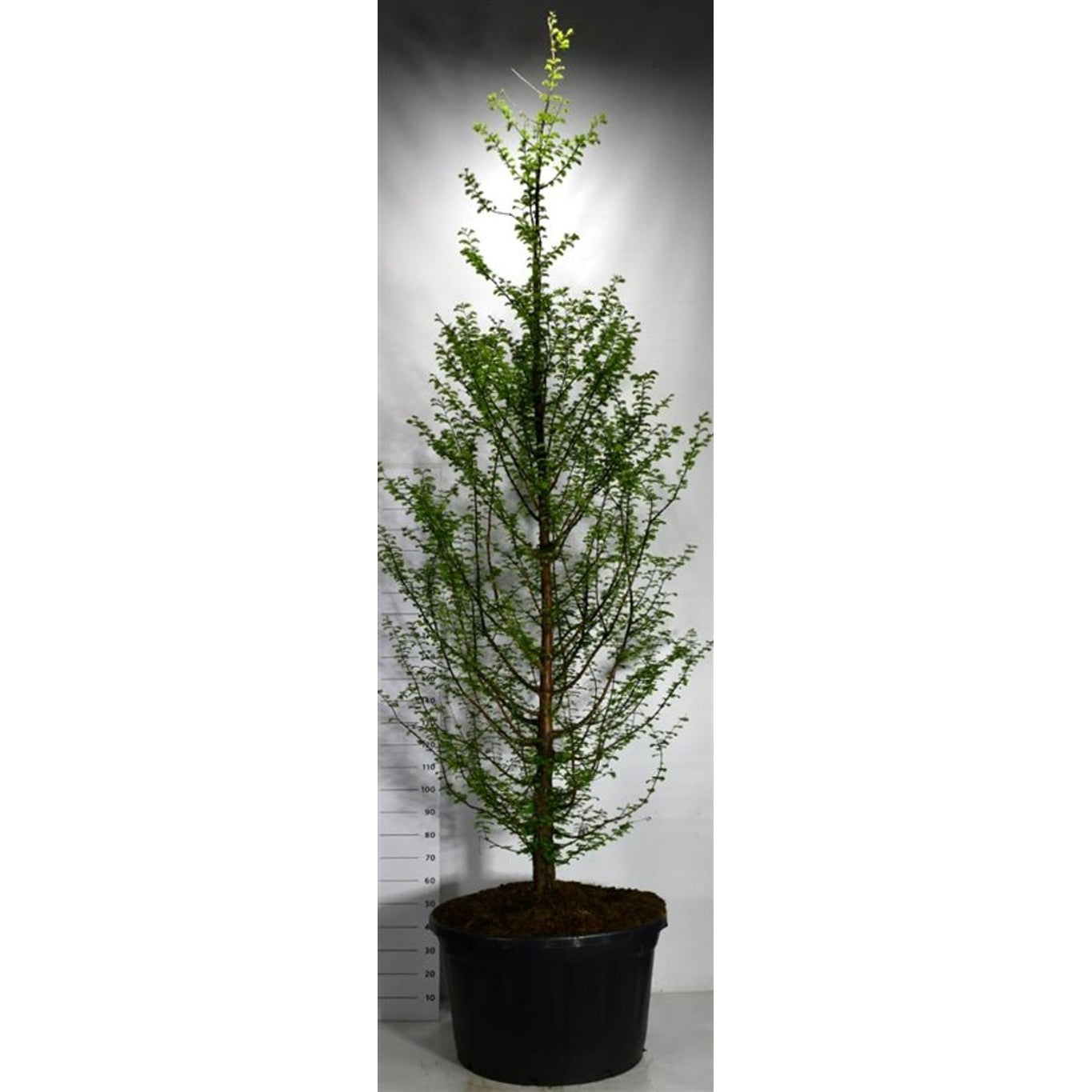 Vattenlärkträd – Metasequoia glyptostroboides - C280 300-350 cm.