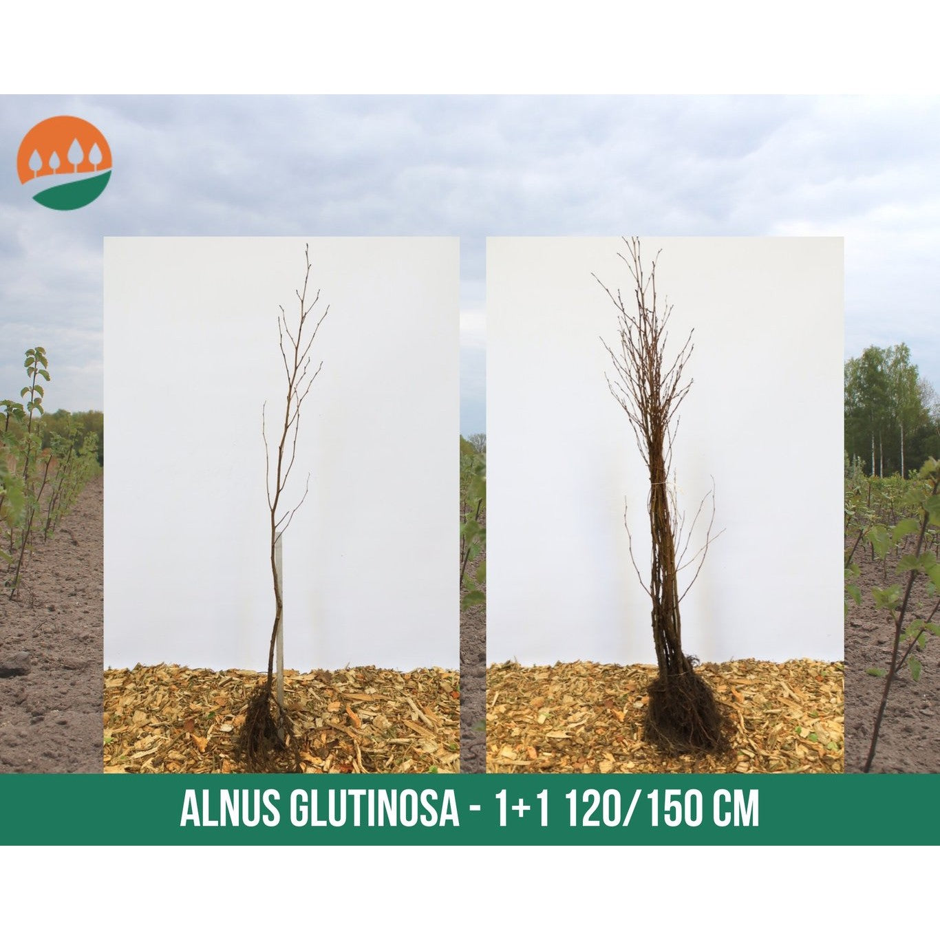 Klibb-al – Alnus glutinosa - 120-150 CM bare root 1/1