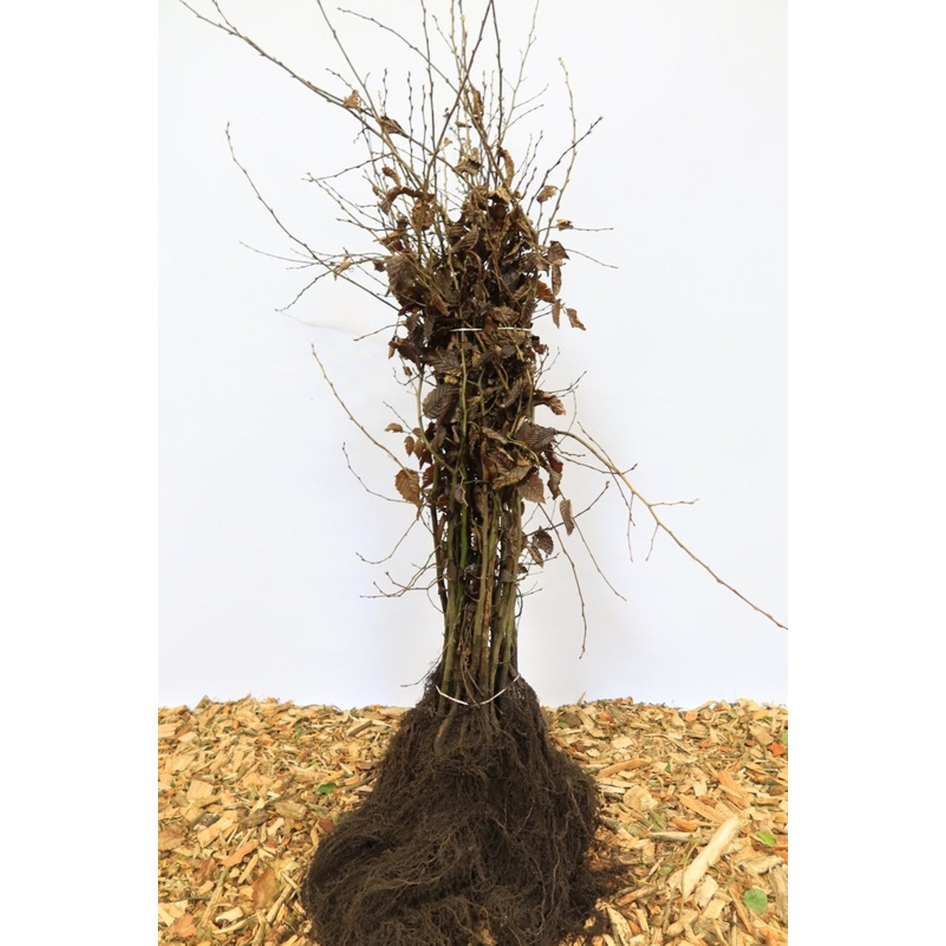 Avenbok – Carpinus betulus - 120-150 CM barrot 1/1