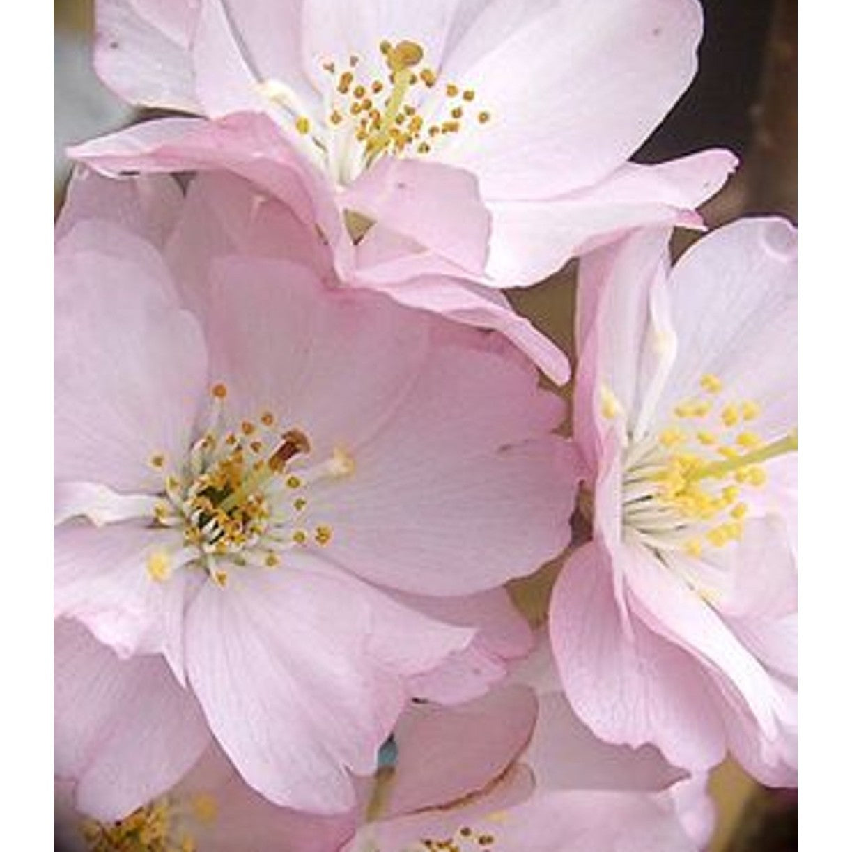 Körsbär – Prunus 'Accolade' - 20/25 WRB