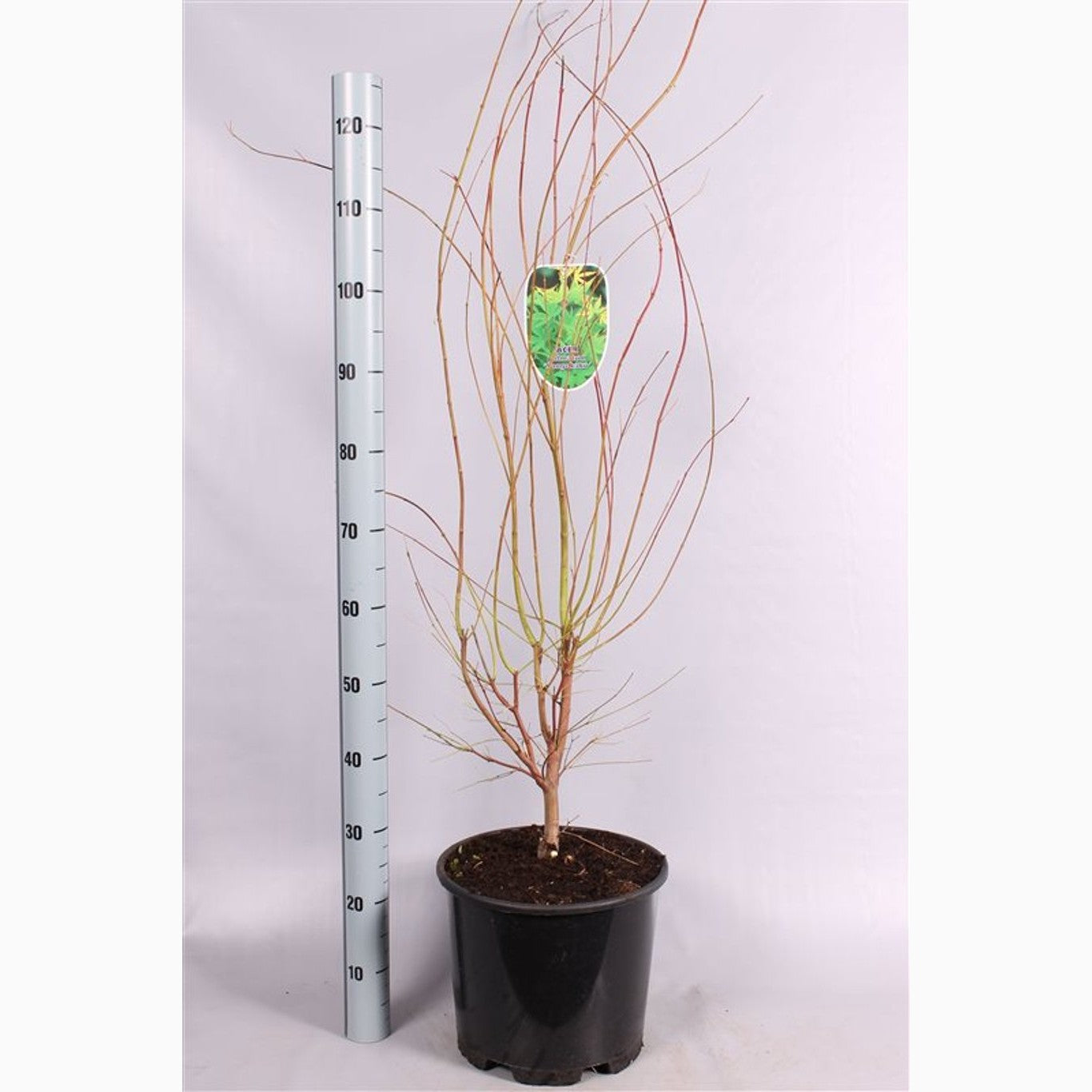 Japansk lönn – Acer pal. 'Sangokaku' - C15