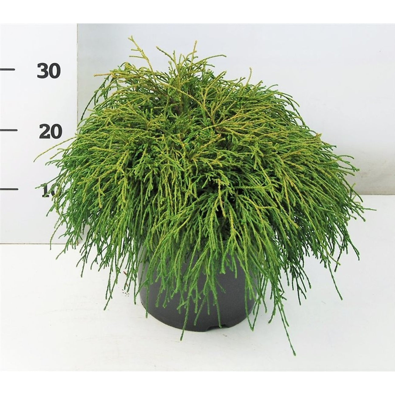 Ädelcypress – Chamaecyparis pisifera 'Filifera Nana' - C5 30-40 cm.