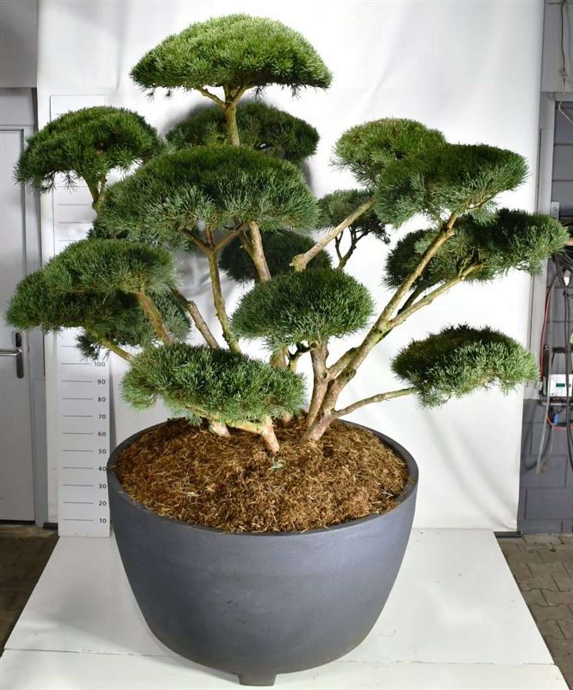 Tall – Pinus sylvestris &