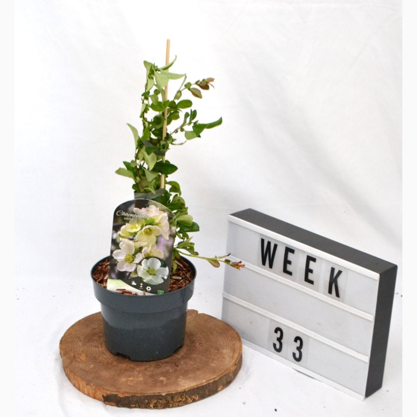 Hybridkvitten – Chaenomeles superba 'Jet Trail' - C2 50-60 CM