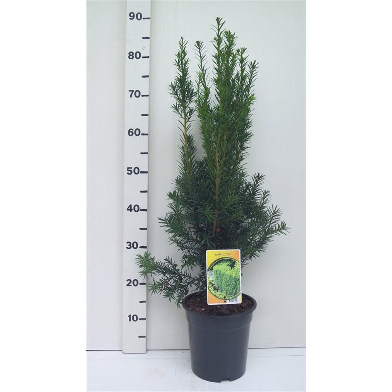 Hybrididegran – Taxus media &