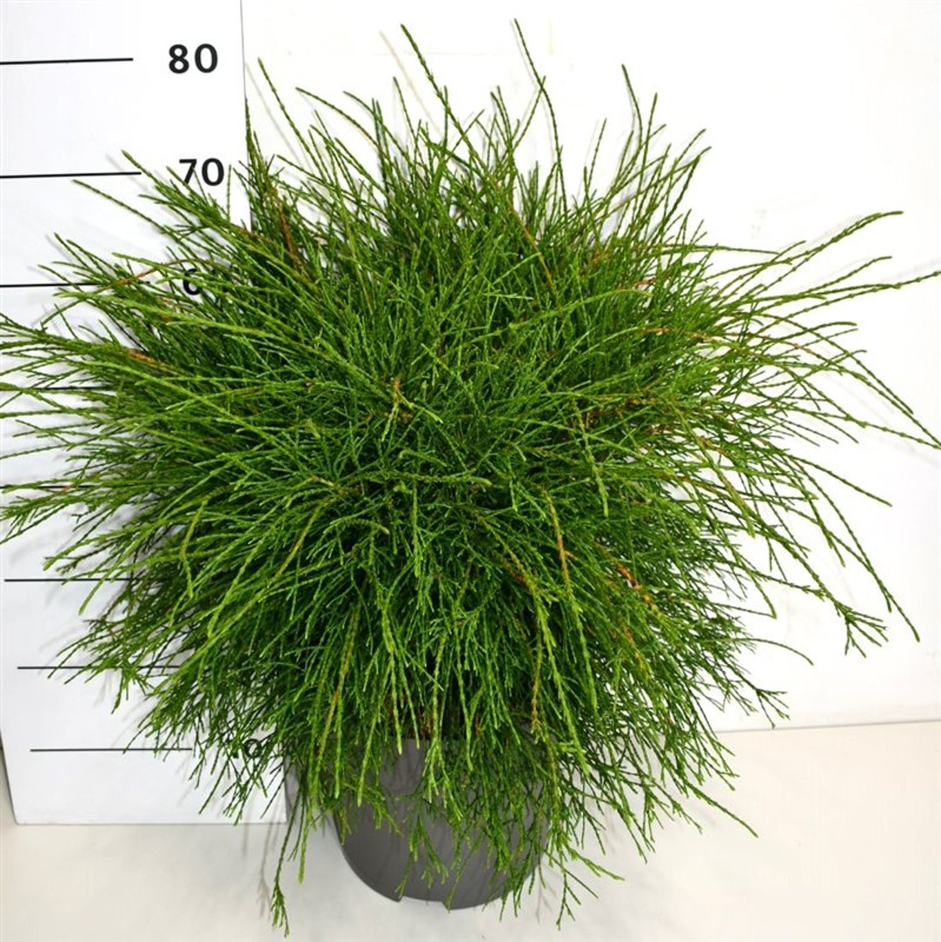 Thuja – Thuja occidentalis 'Pin Cushion' - C12 50-60 cm.