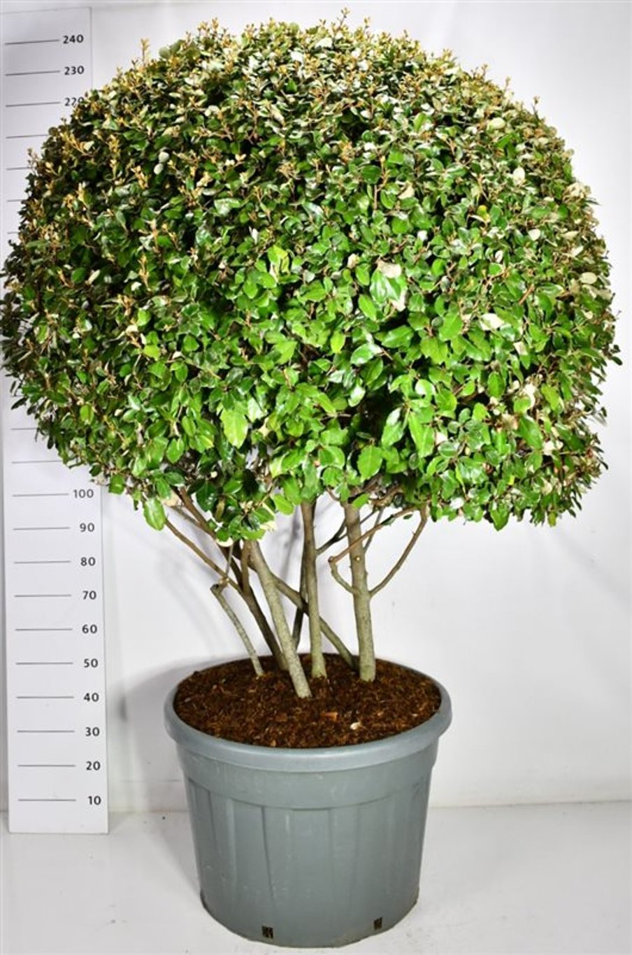 Silverolvon – Elaeagnus ebbingei - C150 180 cm. Meerstammig