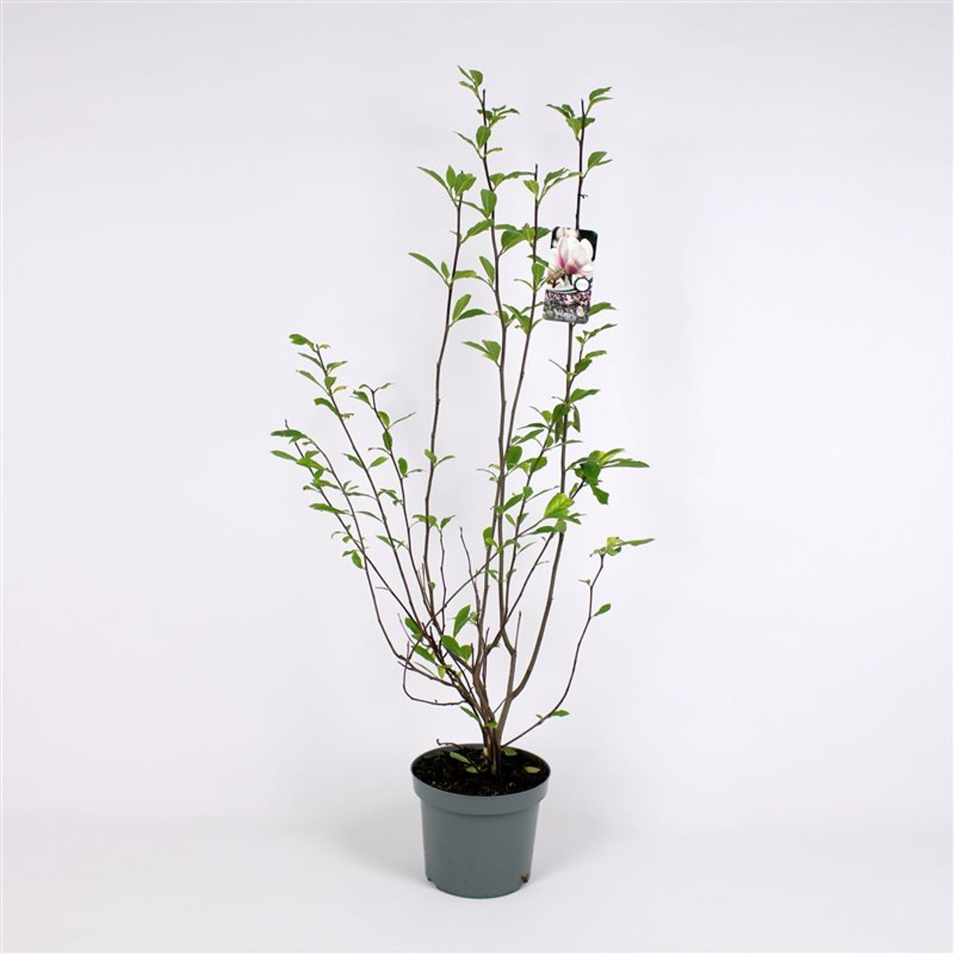 Äpple – Malus 'Snowdrift' - 175-200 CM RB