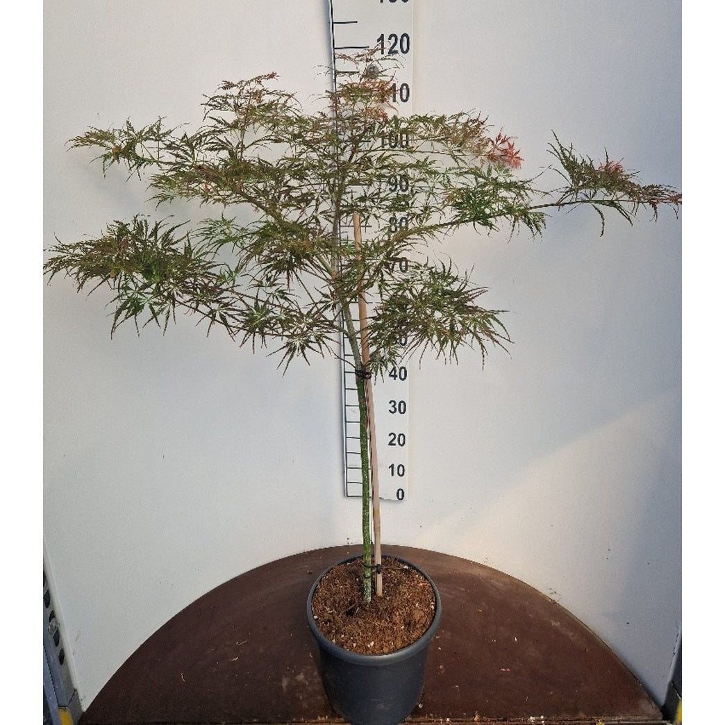 Japansk lönn – Acer pal. 'Dissectum Rubrifolium' - 60 CM Stem C10