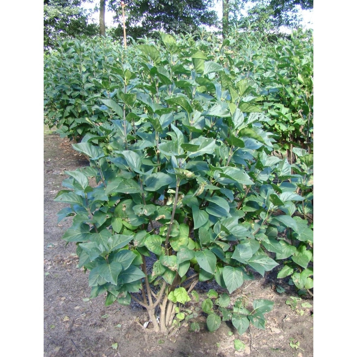 Syren (V); – Syringa vulgaris &