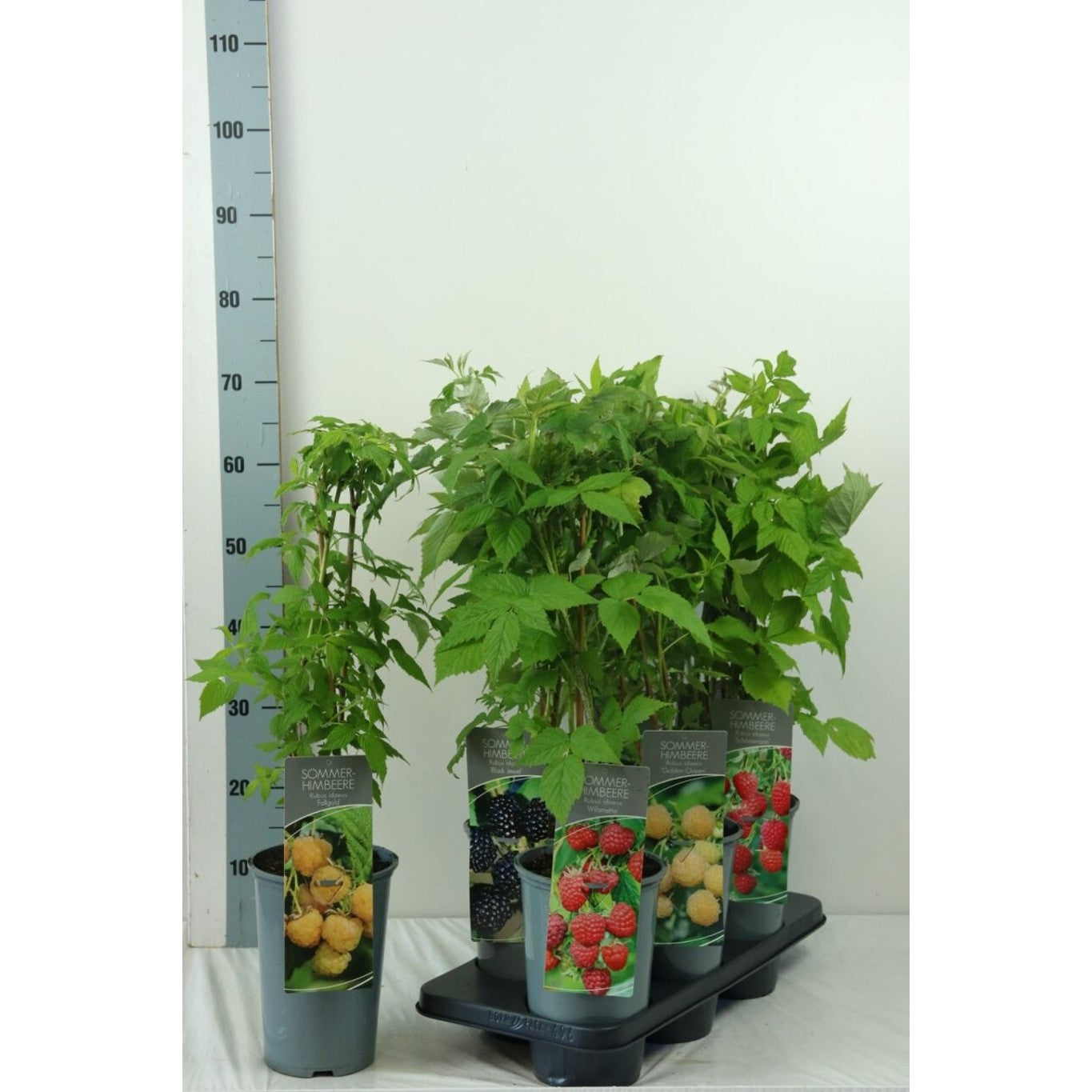 Hallon – Rubus idaeus 'Willamette' - C3 40-60 CM