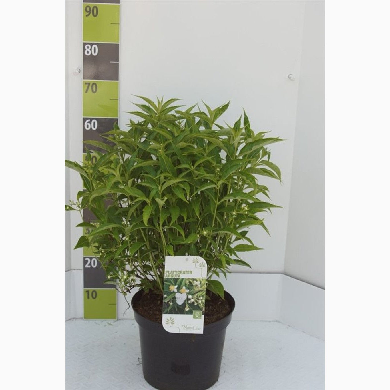 Platycrater – Platycrater arguta - C12 60-80 CM